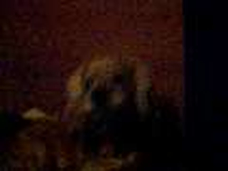 Kaia the Wonder dog "I Love You"