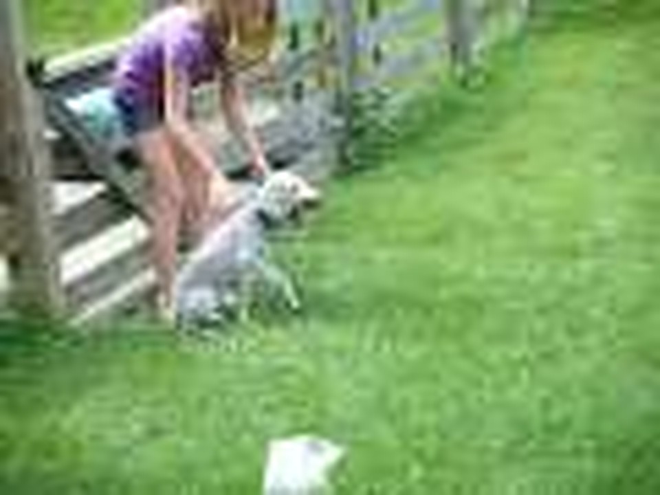 bedlington terrier doing agility jump