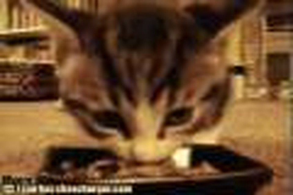 Kittie Yum Yum Yum