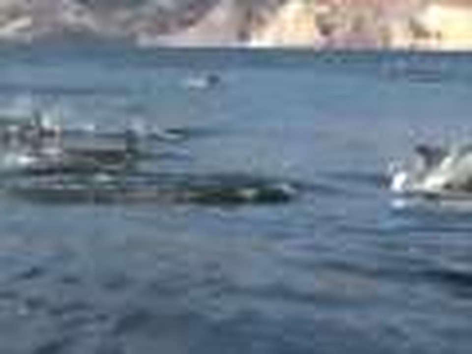dolphin stampede