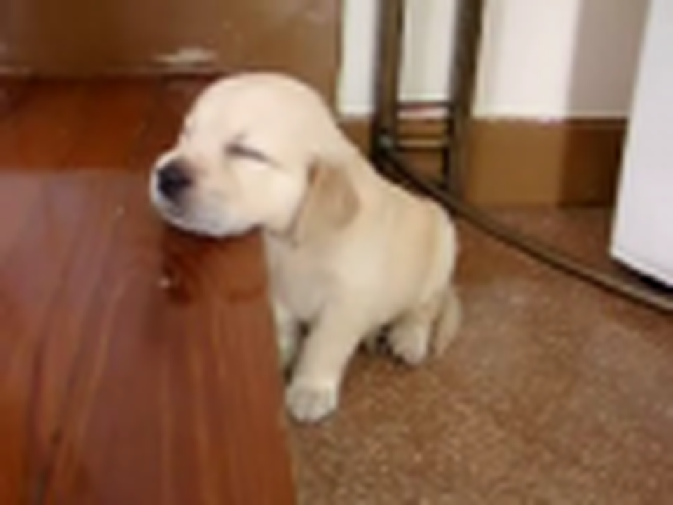 Golden Retreiver Puppy Falling Asleep--SUPER CUTE