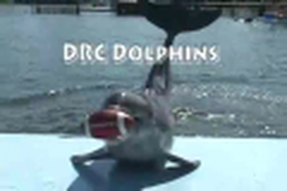 Dolphins Playing Football