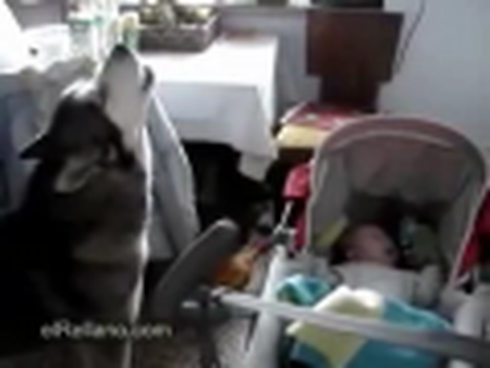 Dog Sings to Make Baby Stop Crying