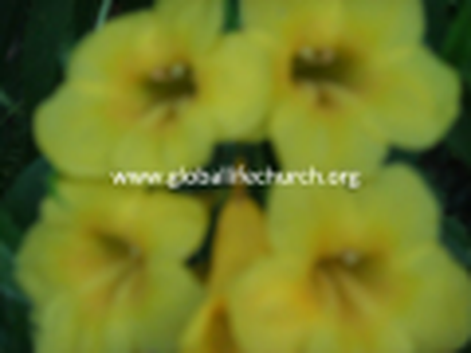 Oral Hazell: Power of Praise Pt#1