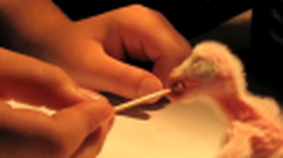 Feeding Baby Owl Eddie