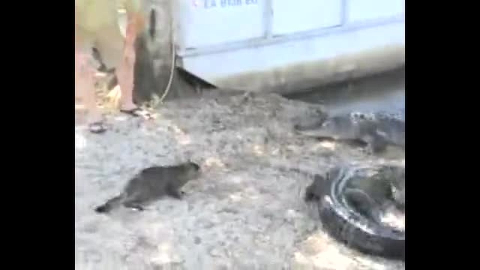 Cat vs. Gator: Who Will Win?