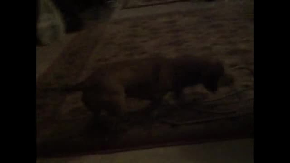 Dog thoughts with Elle