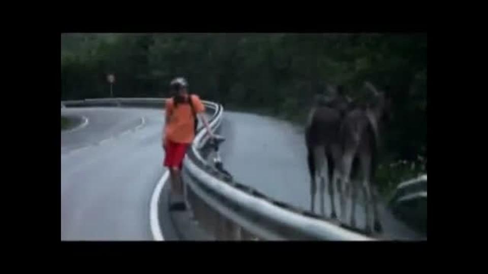 Bike Rider vs Moose