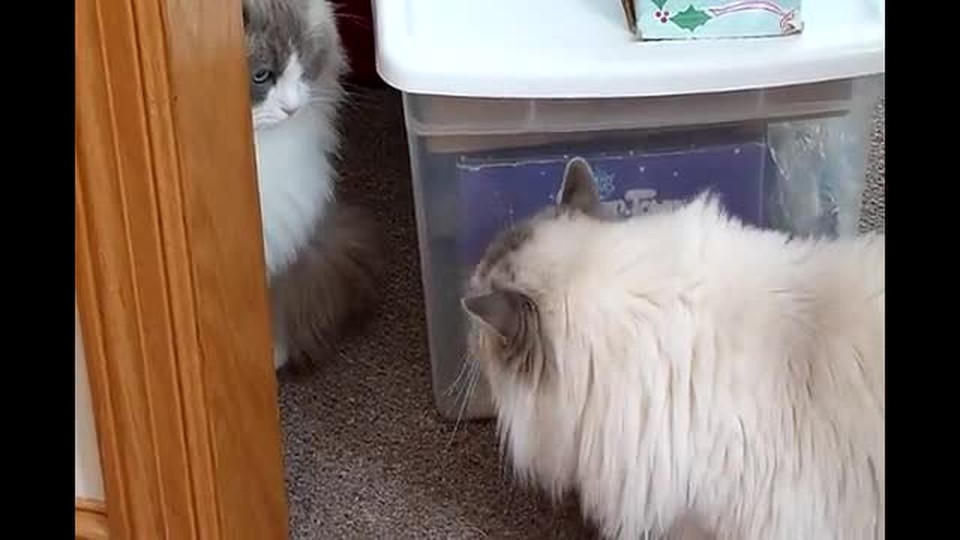 Our ragdoll cat meets his new bro