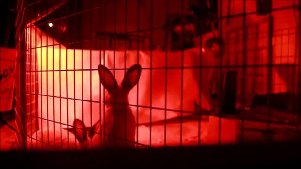 Rabbit Jumping