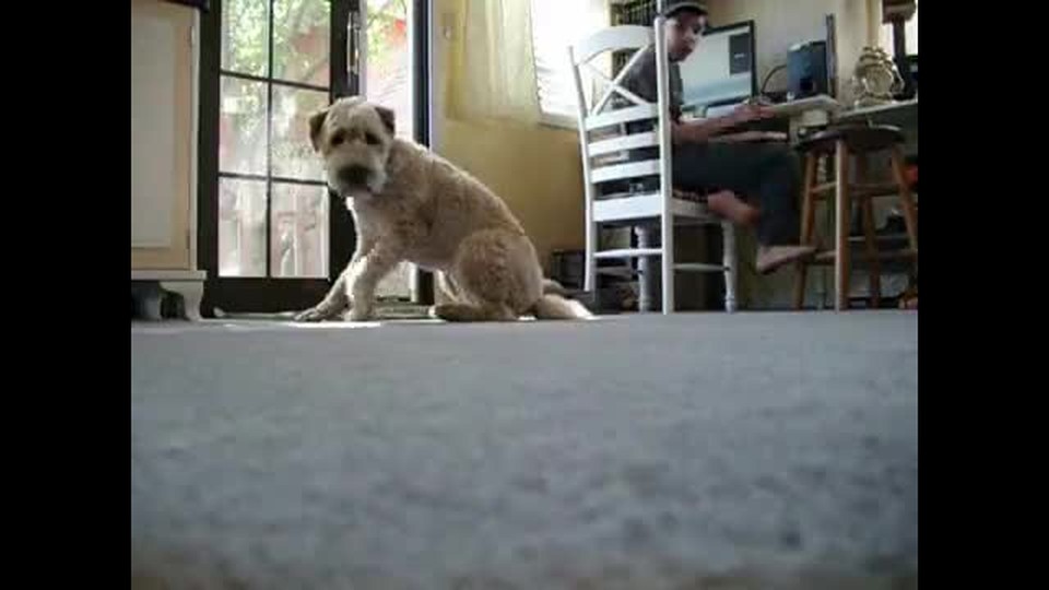 my dog ate my camera and here's the video!