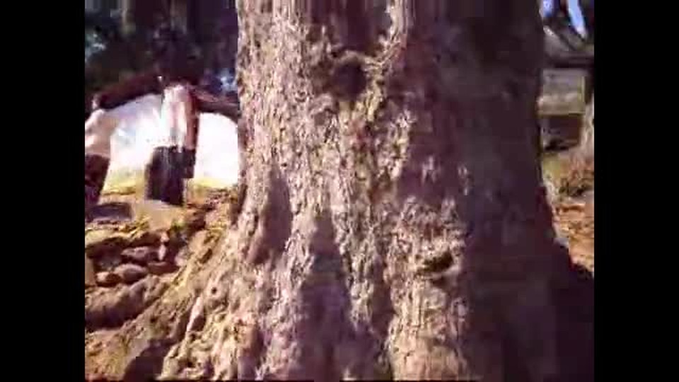 My Journey towards forest with WORD