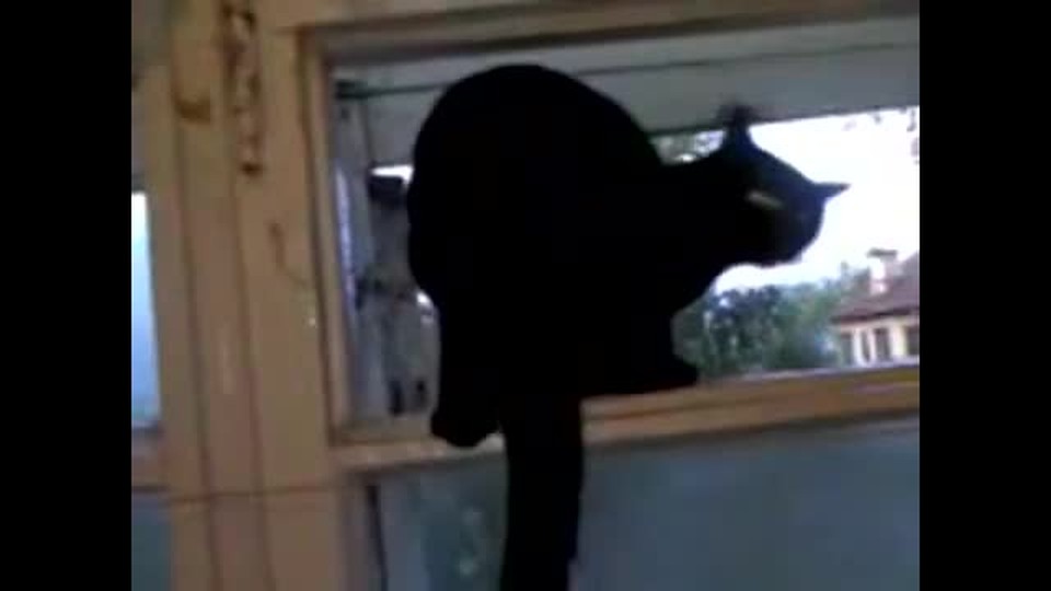 So Cute and Funny! A Barking Cat