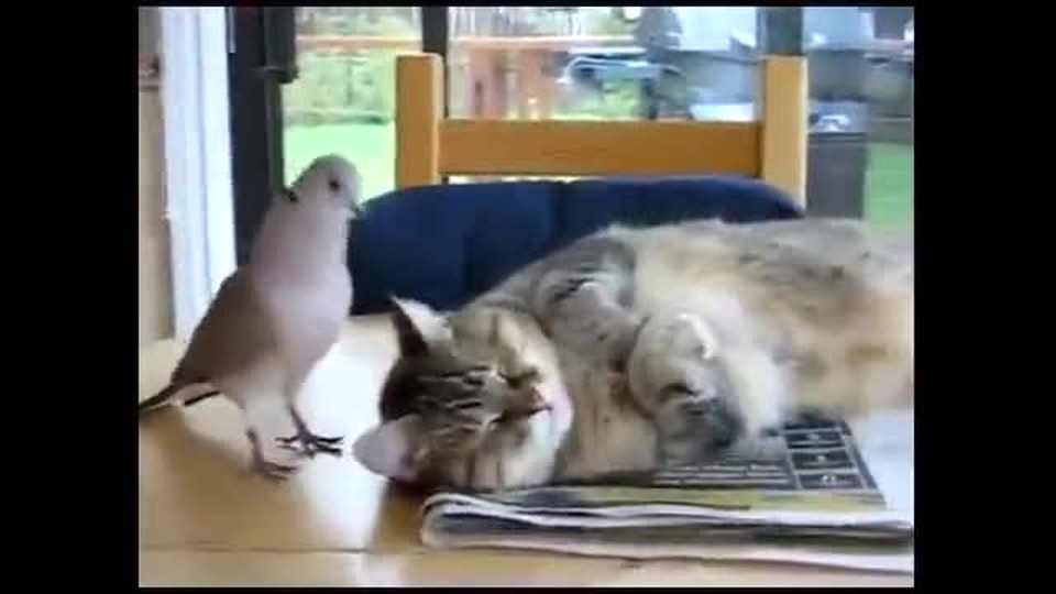 Funny Bird Wakes Up Cat