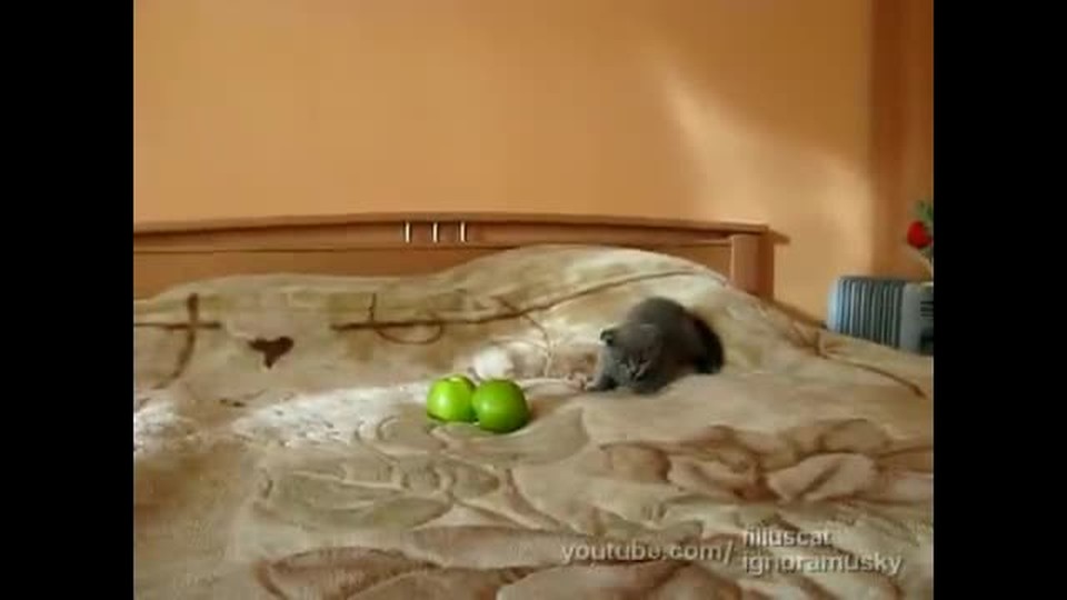 Brave Kitten vs. Two Scary Apples