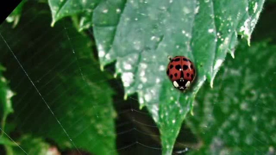 Lady Bug