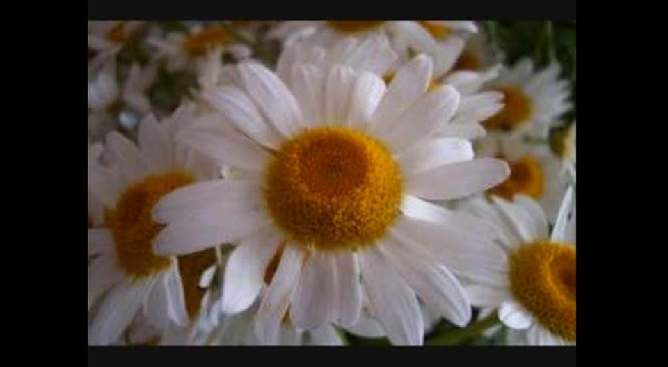 Daisy Bouquet