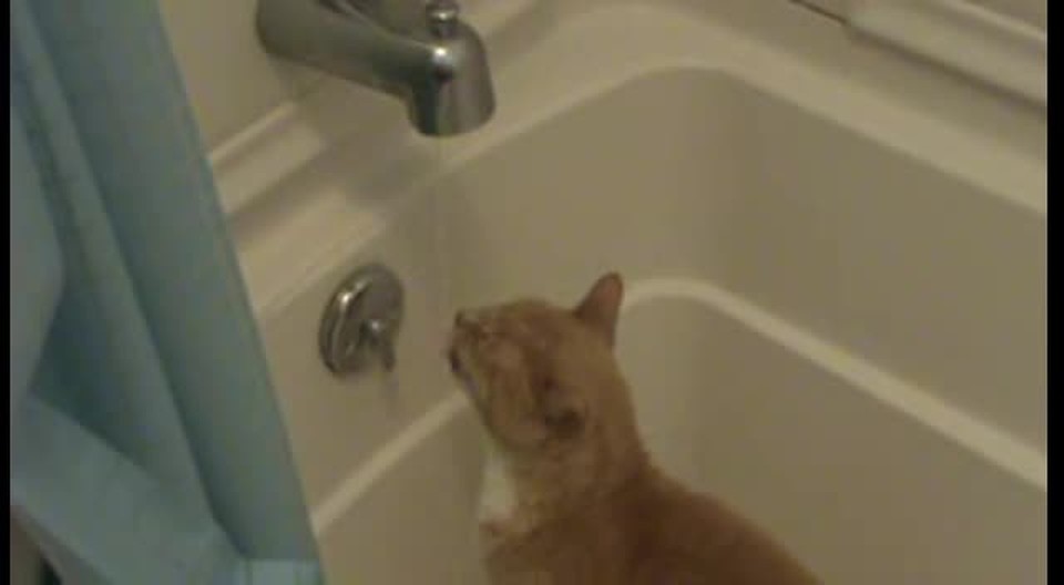 crazy drinking cat