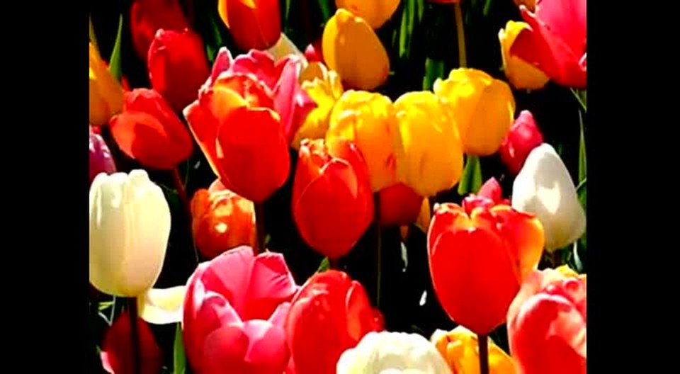 Flowers For Jesus