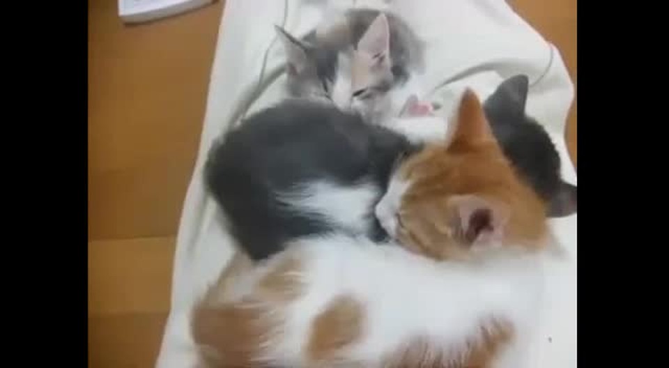 Secret Kitten!