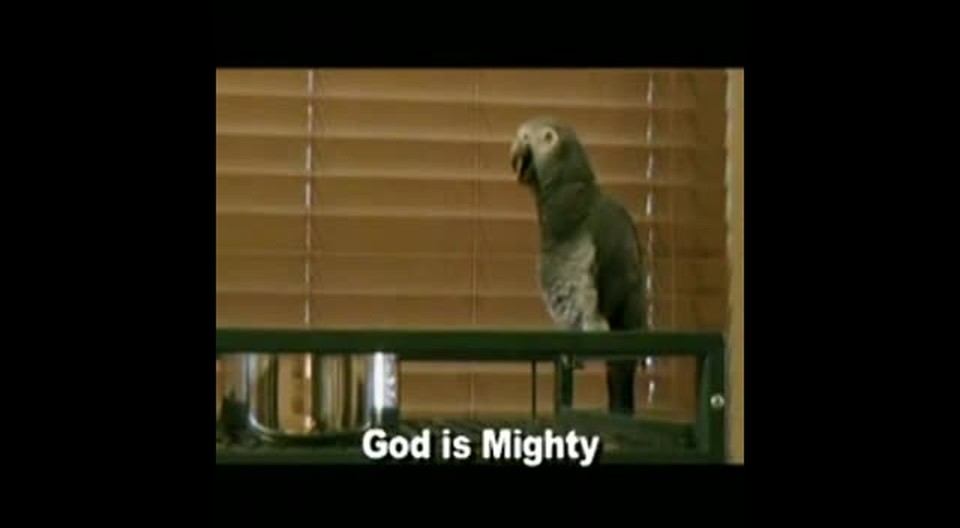 Parrot Saying Praises to God