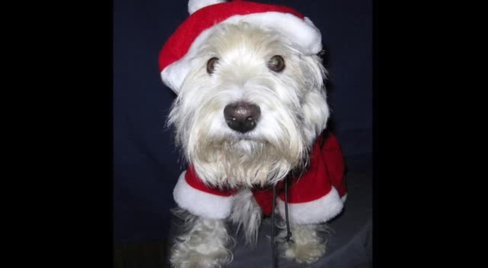 Pets Dressed up for Christmas! ADORABLE!