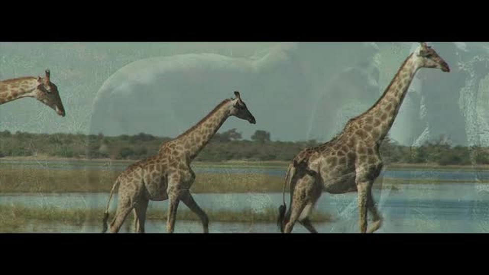 Wade Boss Book Trailer