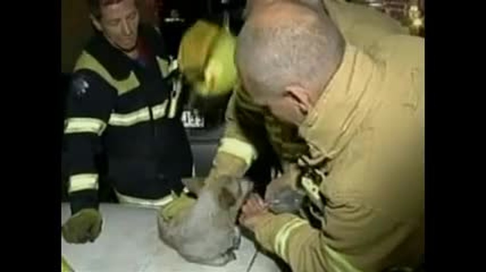 Heroic Dog Risks Life to Guard Kittens in Devestating House Fire ...