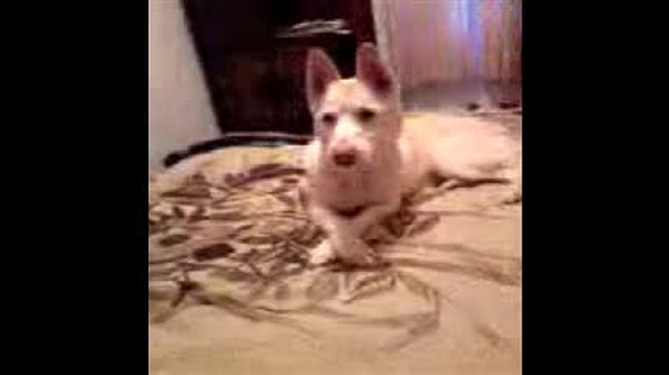 Remarkable Dog Prays