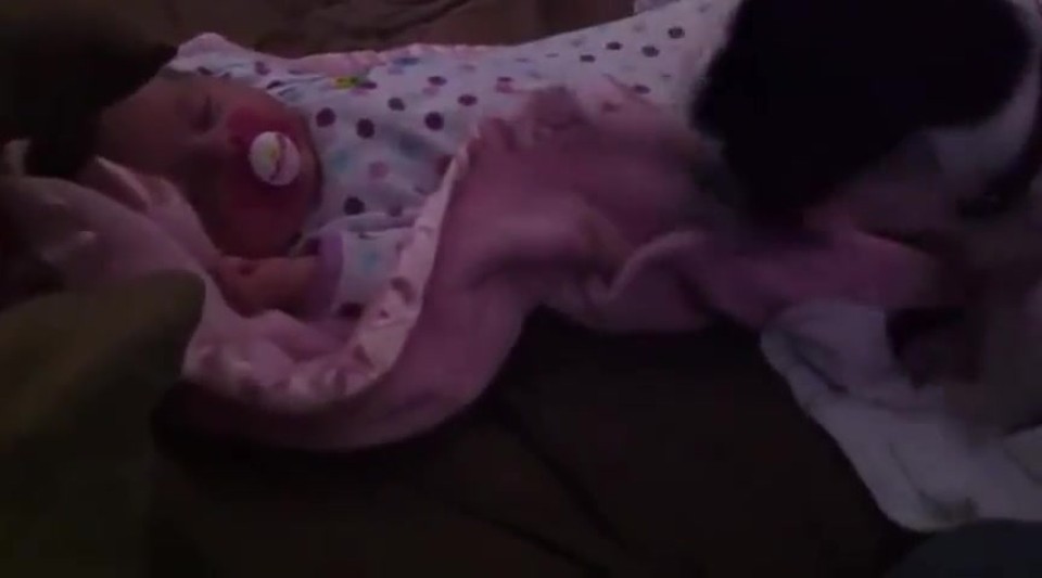 Sweet Dog Gently Tucks In Sleeping Baby