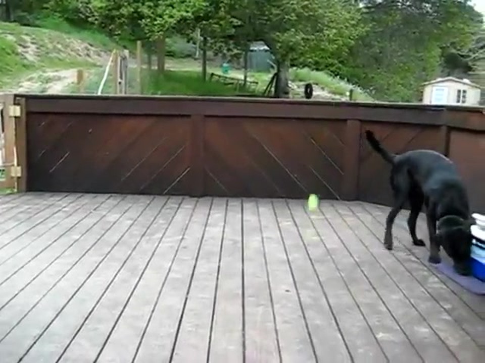 Dog Has the Best Day EVER - Lucky Puppy!