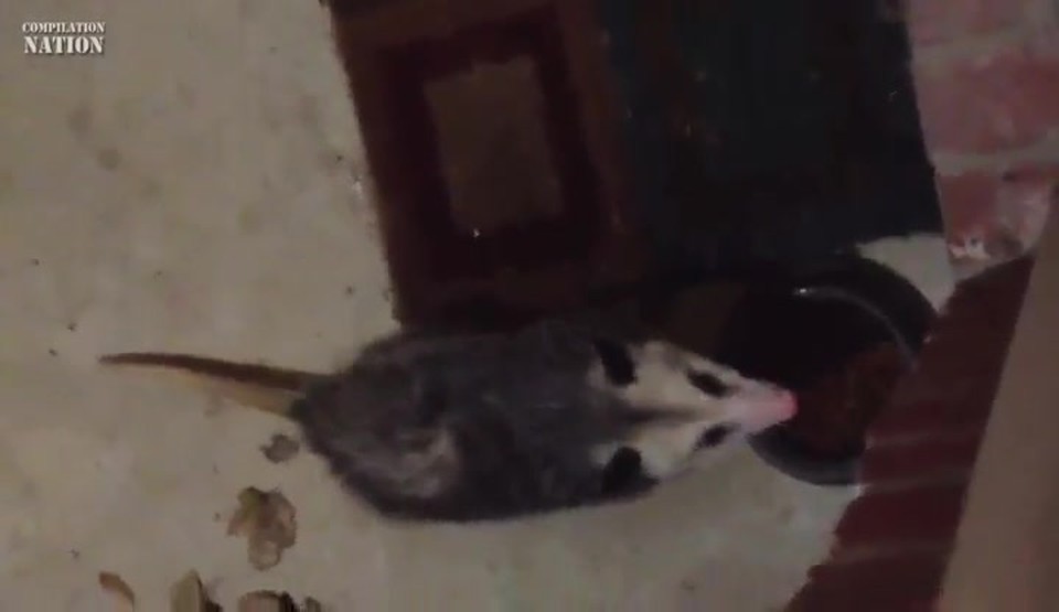 When Animals Get Hungry, They Get Clever :)