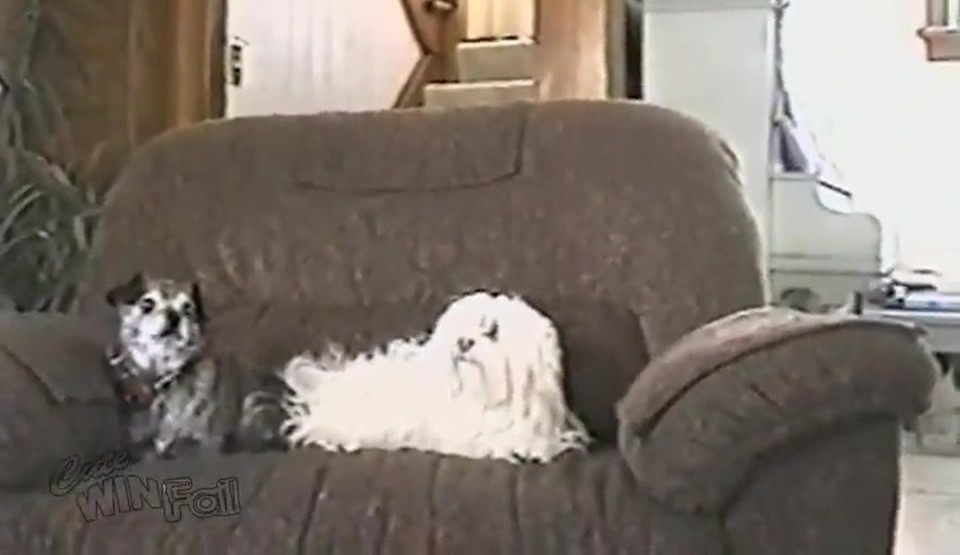 It's That Time of Year Again... See How One Dog Deals With TOO Much Static