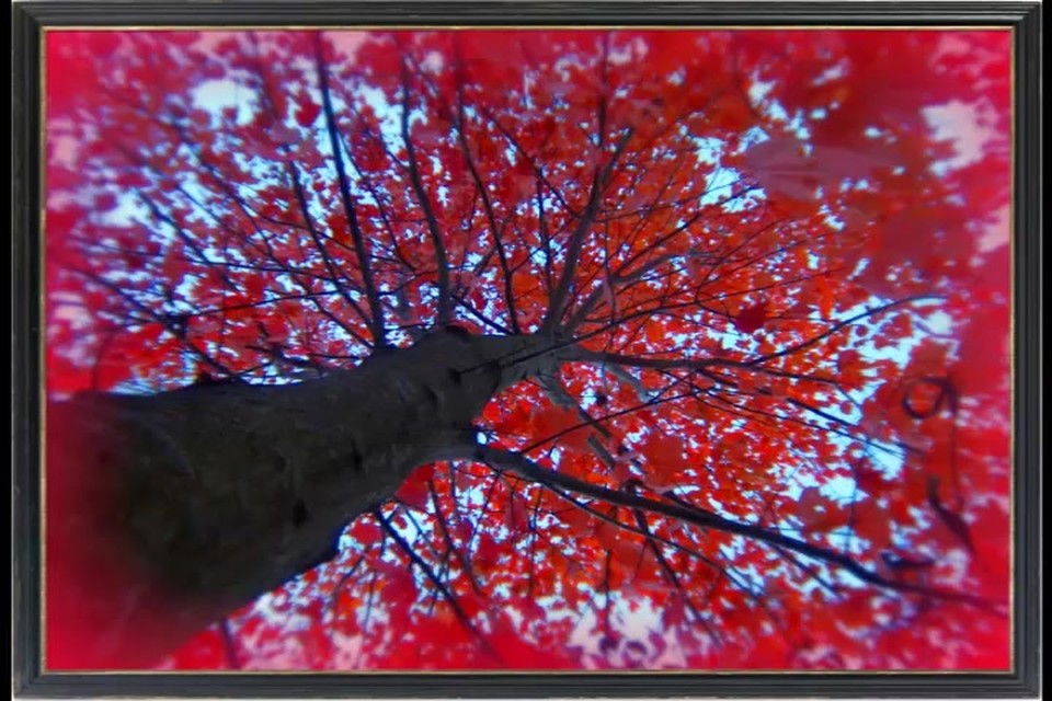 The Crimson Tree
