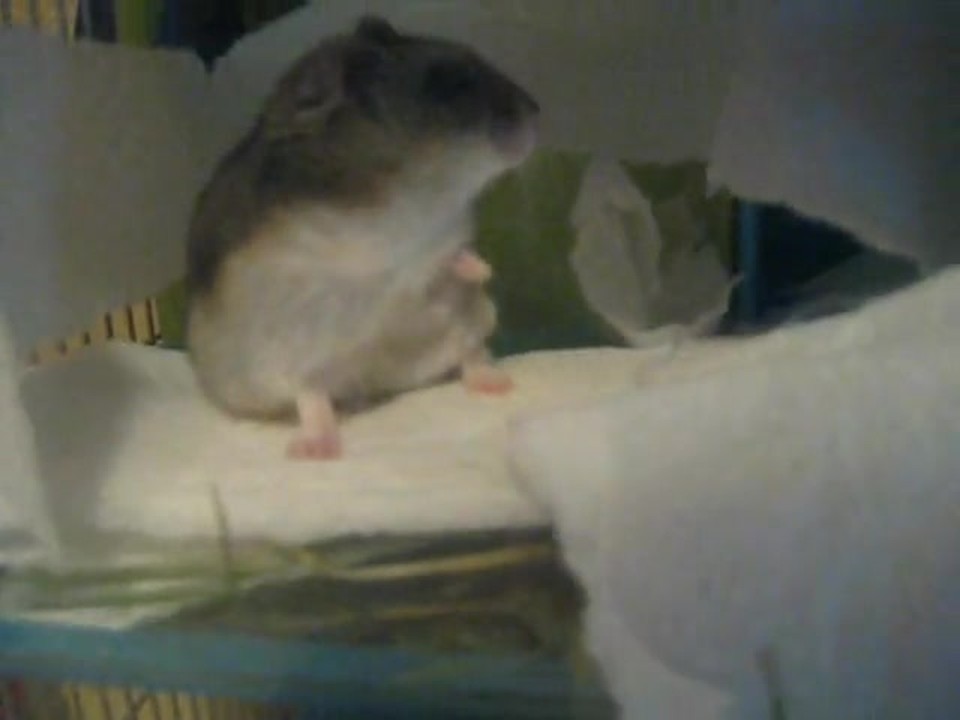 Gracie