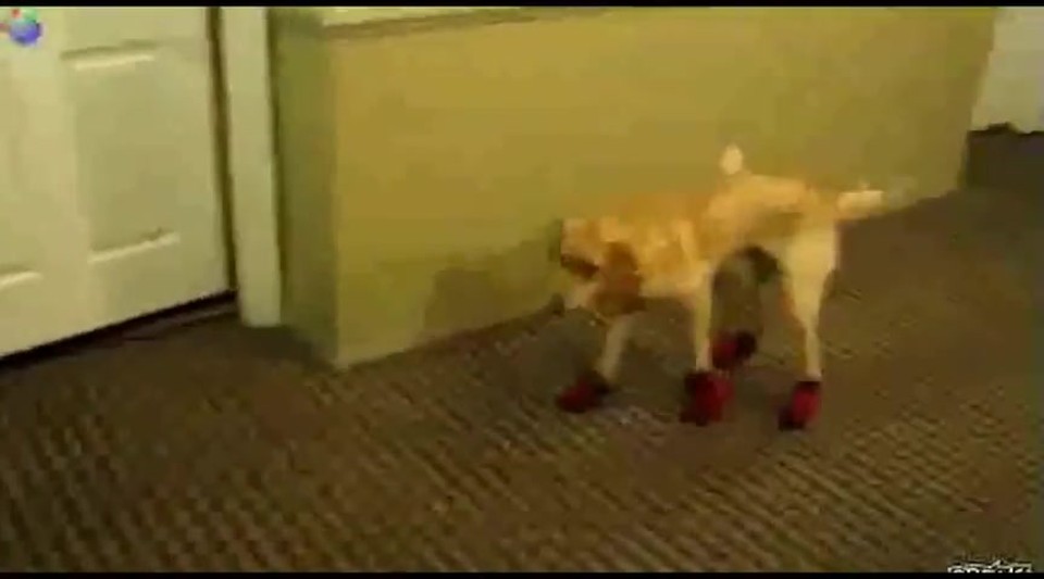 Life is Better When Dogs Wear Boots - Watch the Hilarious Compilation