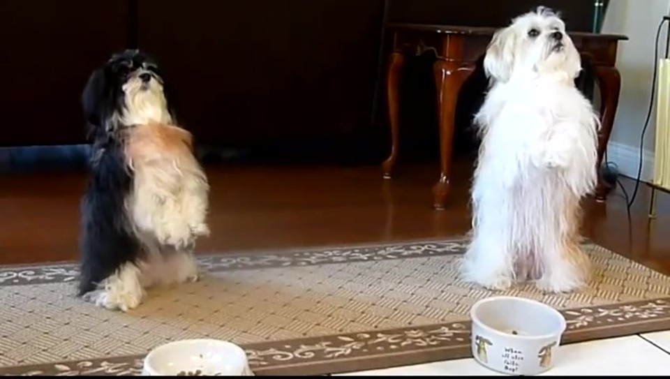 Two Cute Doggies Give Thanks Before Chowing Down - Aww