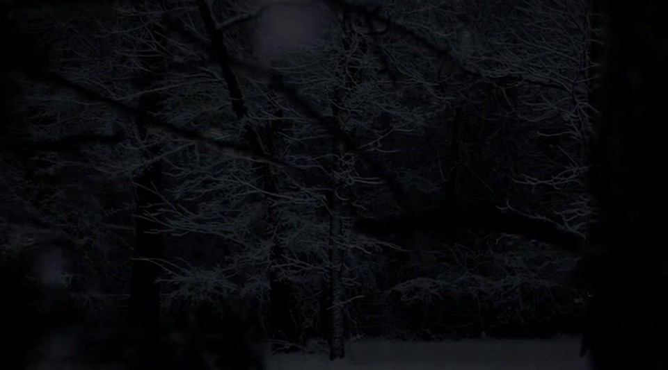 The Forest