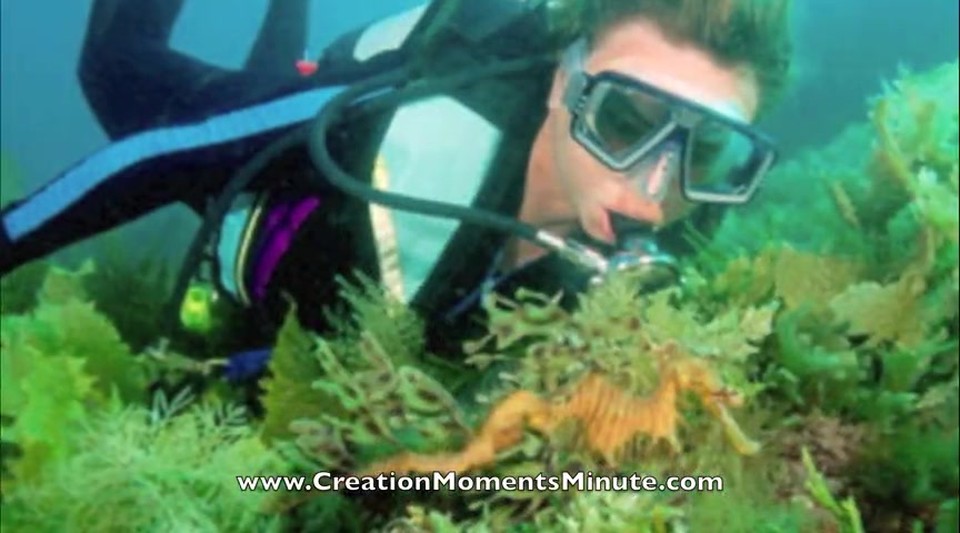 A Real Sea Dragon (Part 1 of 2) | Creation Moments Minute