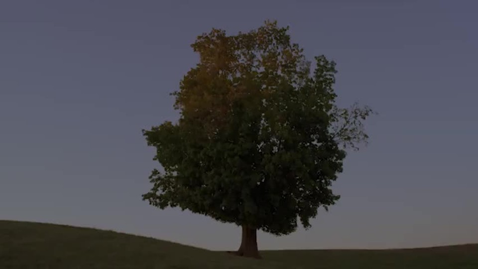 Rooted