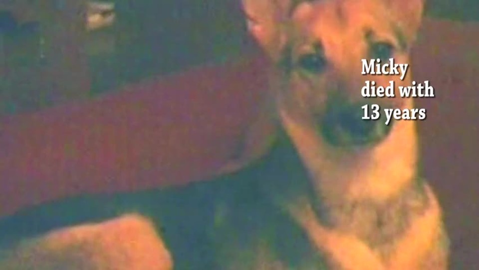 In Memorian: My Dogs-A Song For You