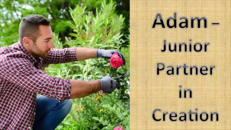 Adam - Junior Partner in Creation