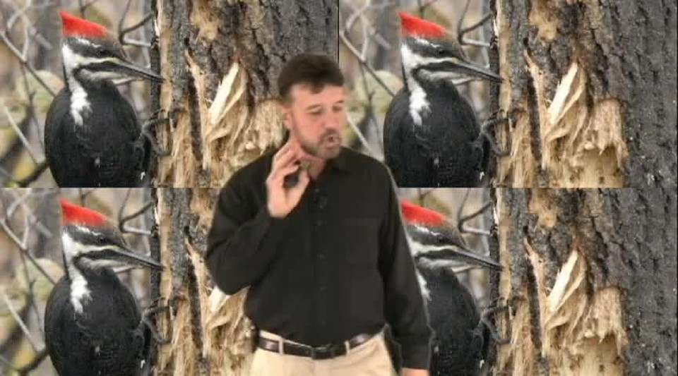5-The Woodpecker