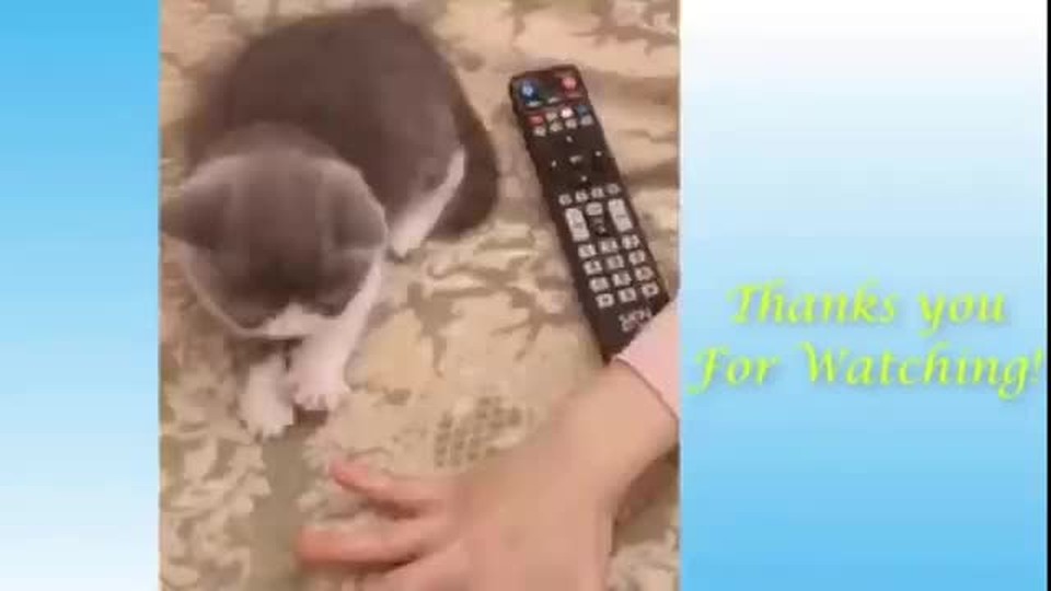 Stop Coronavirus News & Begin to laugh with Cute Pets and Funny Animals Compilation #1 - 4K