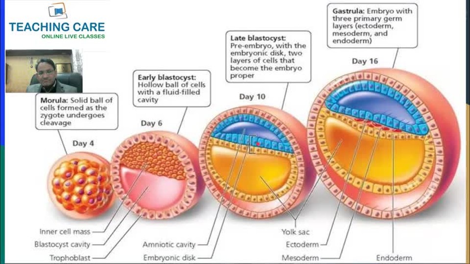 Fertilization & Embryonic Development by Teaching Care online classes