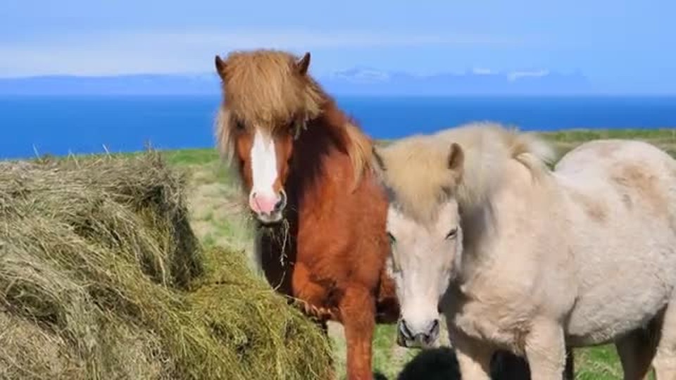 Lovely horses