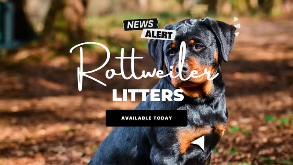 Rottweiler Puppies for sale in Washington