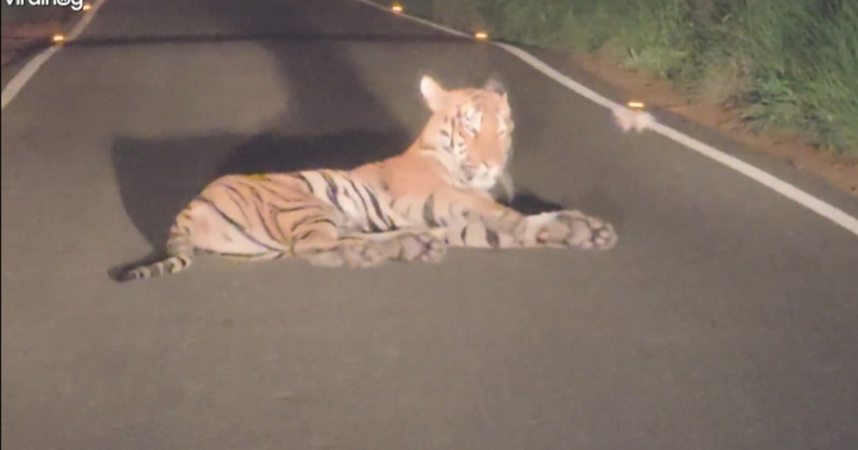 Sleepy Tiger Blocks Road and Refuses to Be Rushed