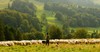 How Psalm 23 Brings Peace in Anxious Times