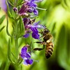 What a Tiny Bumble Bee Reveals About Honoring God’s Creation